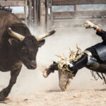 Man falls off a bull during a bull riding show