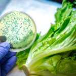e. coli in lettuce