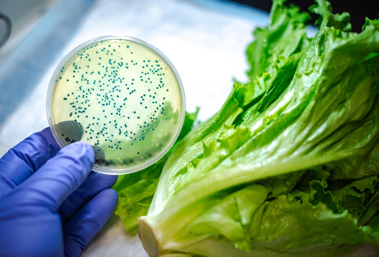 e. coli in lettuce