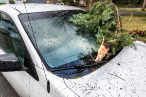 Tree branch fallen on top of car